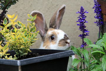 Cheeky Domestic Rabbit Peering Between Plants In A Home Garden.