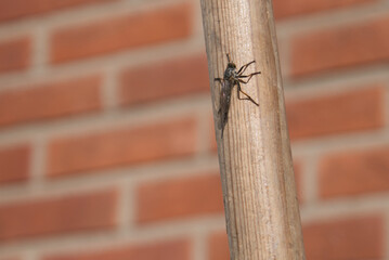 Wooden broom stick with a brake insect and diffuse brick wall in the background.