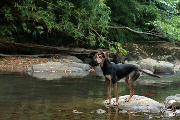 Perro en el rio de la ruta de las ferrerías de Musquiz, Bizkaia, España. 