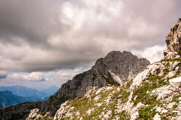 Steinbocks in the Julian alps