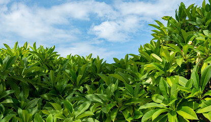 Plumeria leaves are proportional to the curve of the sky.
