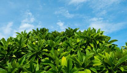 Curved frangipani leaves against a sky background