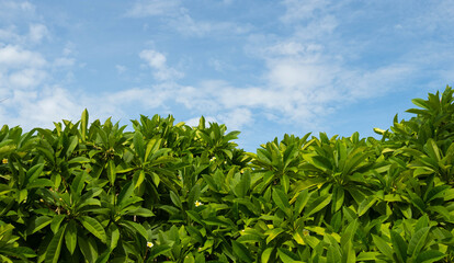Plumeria bushes divide the sky. 1 part one part