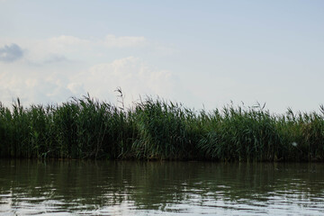 Fototapeta na wymiar reeds on the lake