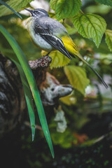 Closeup photo of a Grey wagtail (Motacilla cinerea, earlier Calobates melanope) bird sitting on a tree