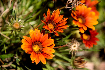 gazania flowers at garden, close up