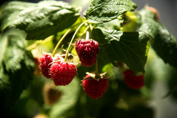 bunch of raspberries ripening on the branch