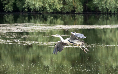 Grey heron about to land.