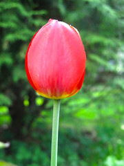 Fototapeta premium bright red tulip blooms in spring on a flower bed in the garden