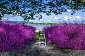 Purple grass and chair It is a popular photography spot along the Mekong River in Nakhon Phanom Province, Thailand
