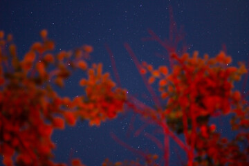 Fototapeta na wymiar tree at the night 