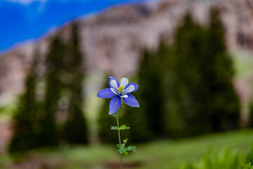 Colorado Mountain columbine