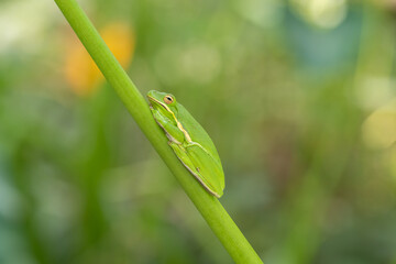 A green tree frog blending with the greenery in Houston, Texas.