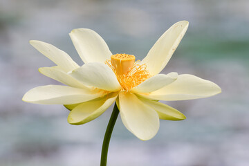 A yellow lotus blooming at a park in Texas.