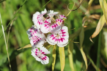 flower in the garden