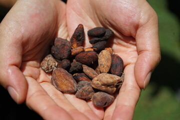 a handful of cocoa beans