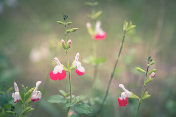 red and white little flowers