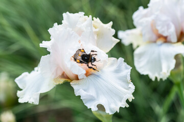 hummel bestäubt lilie blume blühen weiß schwertlilie close up © R. S.