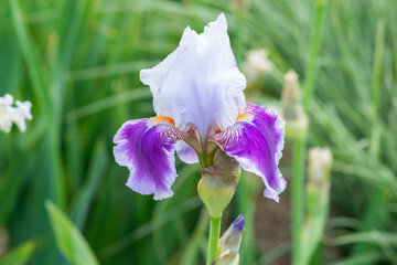 lilie blume blühen blüte weiß lila schwertlilie close up bart-iris © R. S.