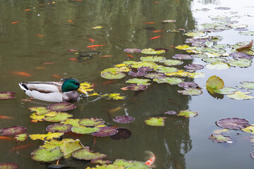 Mestsky park, Košice