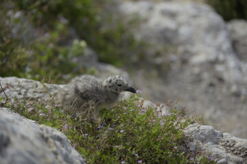 Naklejka na ściany i meble Baby gull Larus Michahellis awaits the arrival of its parents to feed.