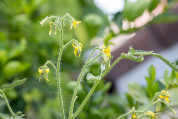 Flowers on bush tomatoes. Tomato yellow blossom. Flowers of tomato on the seedling. Farmer field with flowering seedlings of tomato vegetable.