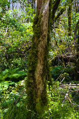 Fototapeta premium tree in the forest covered with moss