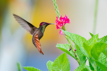 Fototapeta na wymiar A Ruby Topaz hummingbird (Chrysolampis mosquitus) feeding on a pink Vervain flower. Bird in flight. Tropical bird in garden.