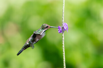 A female Black-throated Mango hummingbird (Anthracothorax nigricollis) feeding on a purple Vervain flower with a bokeh background. Bird in flight. Tropical bird. hummingbird hovering.