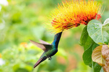 A  Black-throated Mango hummingbird (Anthracothorax nigricollis) feeding on a Monkey Brush flower (Combretum) with a green blurred background. Bird in flight. Tropical flower and bird.