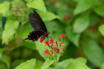 Common Rose (Pachliopta aristolochiae) butterfly