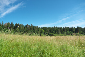 wald und wiese mit blauem himmel und wolken