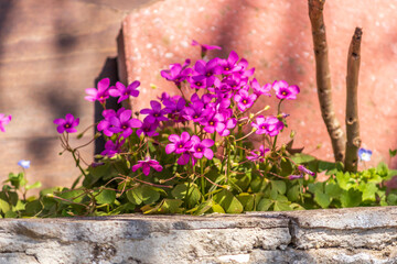 Geranium molle (binomial name), the Dove's-foot Crane's-bill or Dovesfoot Geranium