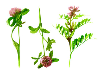 Wild flowers clover peas watercolor on a white background