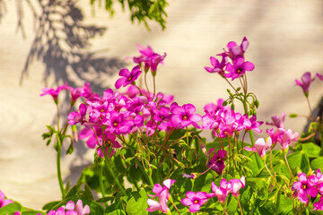 Geranium molle (binomial name), the Dove's-foot Crane's-bill or Dovesfoot Geranium