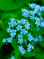 Forget-me-not flowers close - up view
