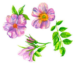A set of illustrations blooming rosehip watercolor