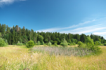 sommer. sonne, blumemwiese. mit blauem himmel und wolken...
