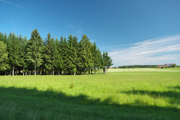 sommer. sonne, blumemwiese. mit blauem himmel und wolken...