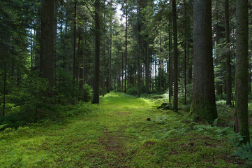im schwarzwald mit licht und schatten