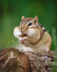 Naklejka na ściany i meble Closeup of a wild chipmunk outdoors eating peanuts