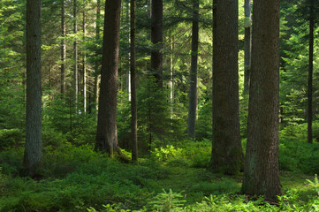 im schwarzwald mit licht und schatten