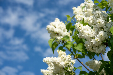 blooming white lilacs on a blue sky background