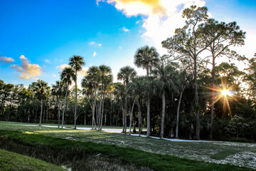 Sunset on the golf course and a banyan tree