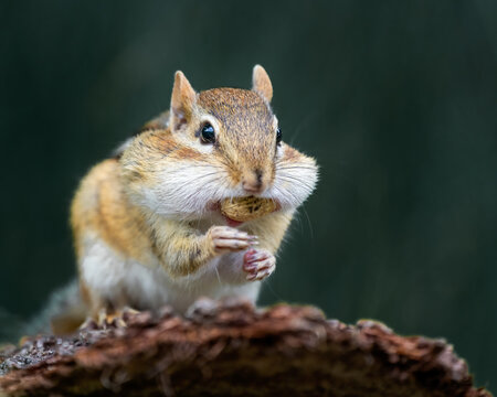 Closeup of a wild chipmunk outdoors eating peanuts