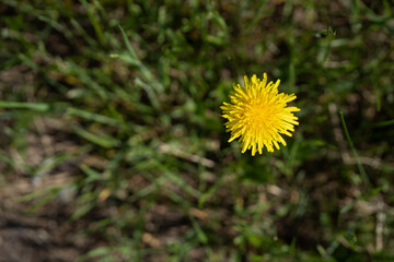 a lonely bright yellow dandelion blooms in the green grass