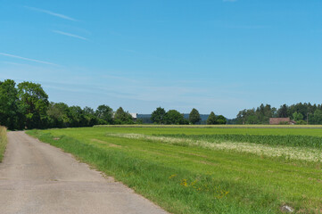 wald und wiese mit blauem himmel und wolken