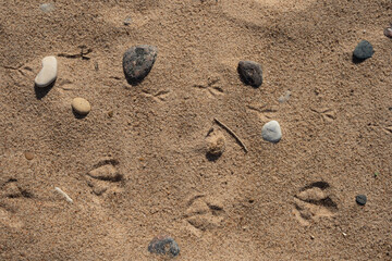 Fototapeta na wymiar the sand of the baltic sea on the beach has various footprints and pebbles