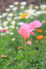Obraz na płótnie Canvas bright beautiful summer flowers in the botanical garden