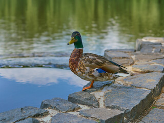 Duck by a pond in a city park